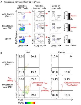 Establishment and Maintenance of Conventional and Circulation-Driven Lung-Resident Memory CD8+ T Cells Following Respiratory Virus Infections